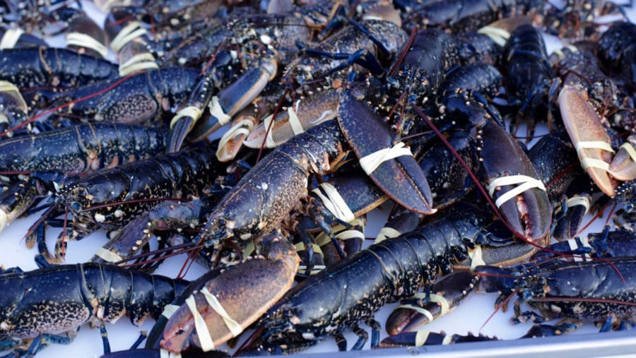 Tout savoir sur le homard