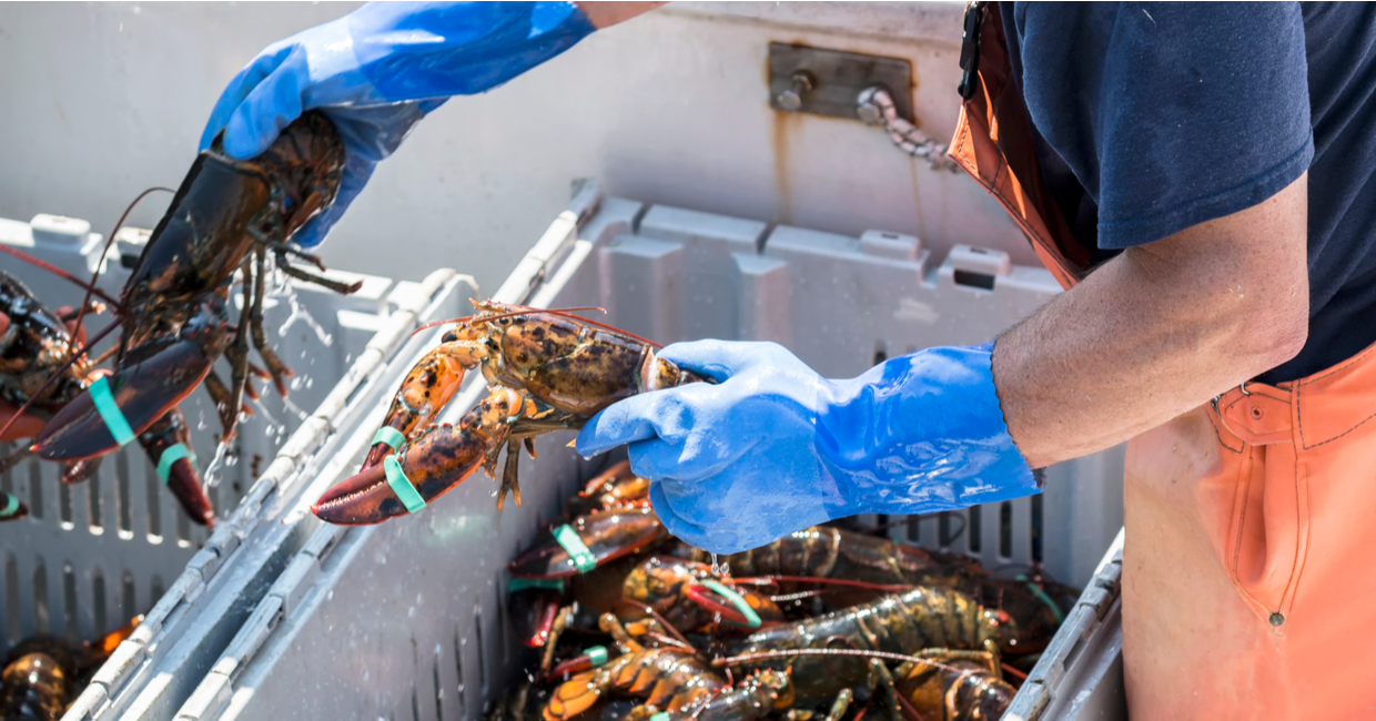 Homard ou langouste Tout savoir de leurs différences Le Baligan