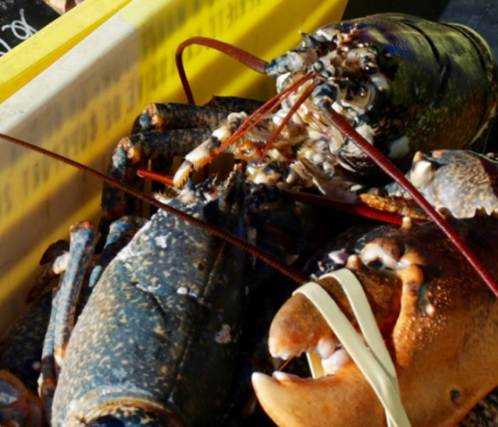 plateau homard breton lebaligan cabourg