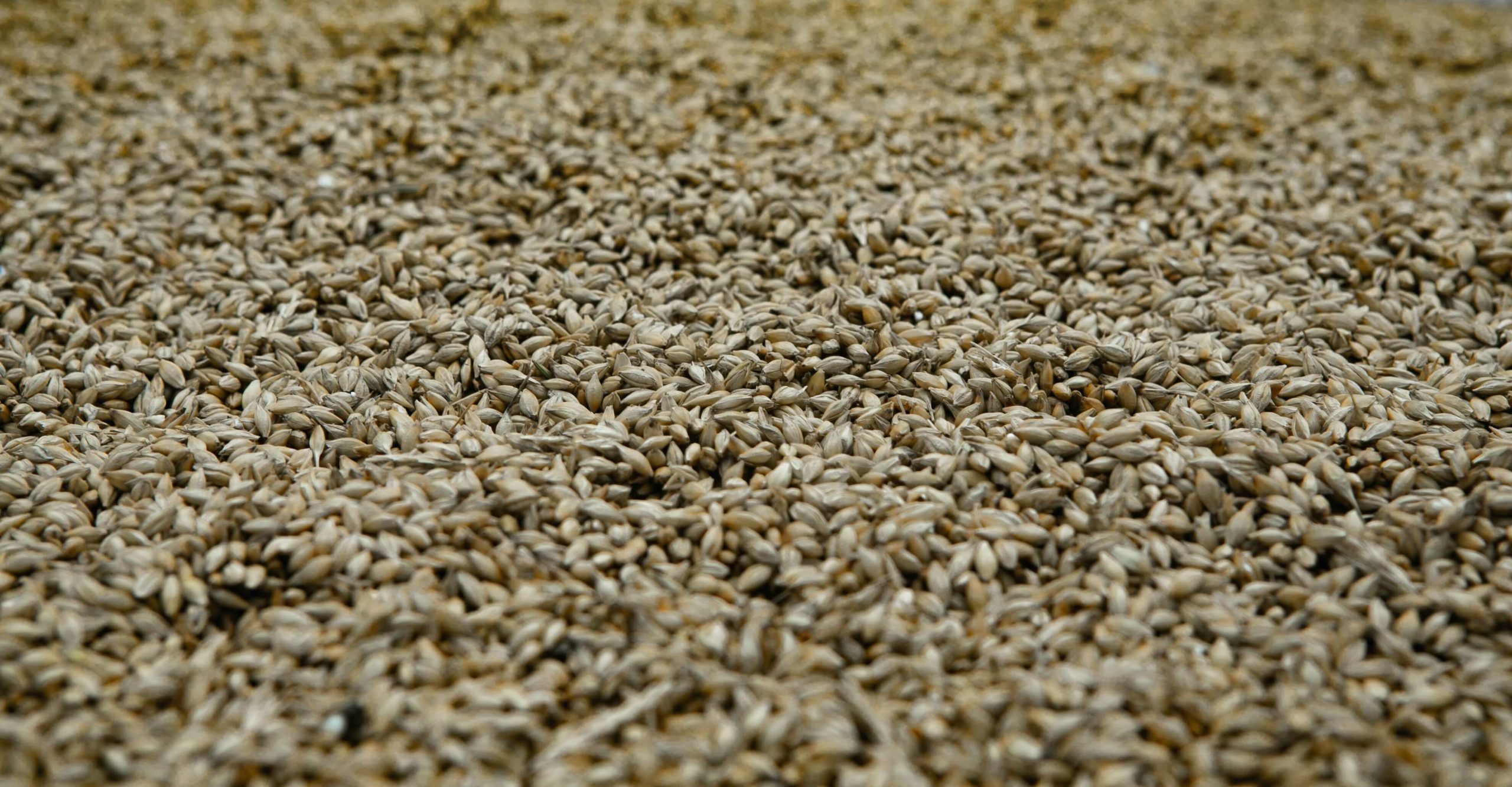 malt d'orge pour la fabrication de bière