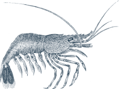 langouste